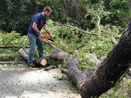 How Our Tree Care Process Works  in  Laupahoehoe, HI