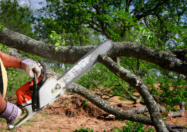 Lawn Watering Services in Laupahoehoe, HI