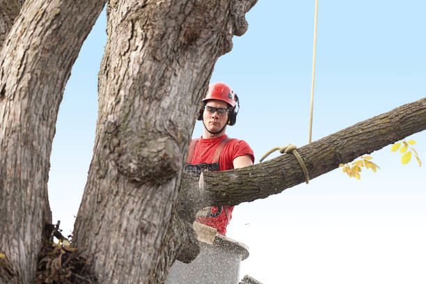 Professional Tree Care in Laupahoehoe, HI